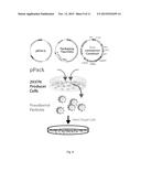 GENOMIC RNA PACKAGING ENHANCER ELEMENT diagram and image