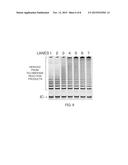 MEASUREMENT METHOD OF TELOMERASE ACTIVITY diagram and image