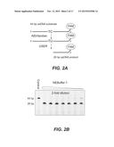 Methods and Compositions for Discrimination Between Cytosine and     Modifications Thereof, and for Methylome Analysis diagram and image