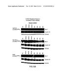 BIOMARKERS ASSOCIATED WITH CDK INHIBITORS diagram and image