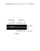 BIOMARKERS ASSOCIATED WITH CDK INHIBITORS diagram and image