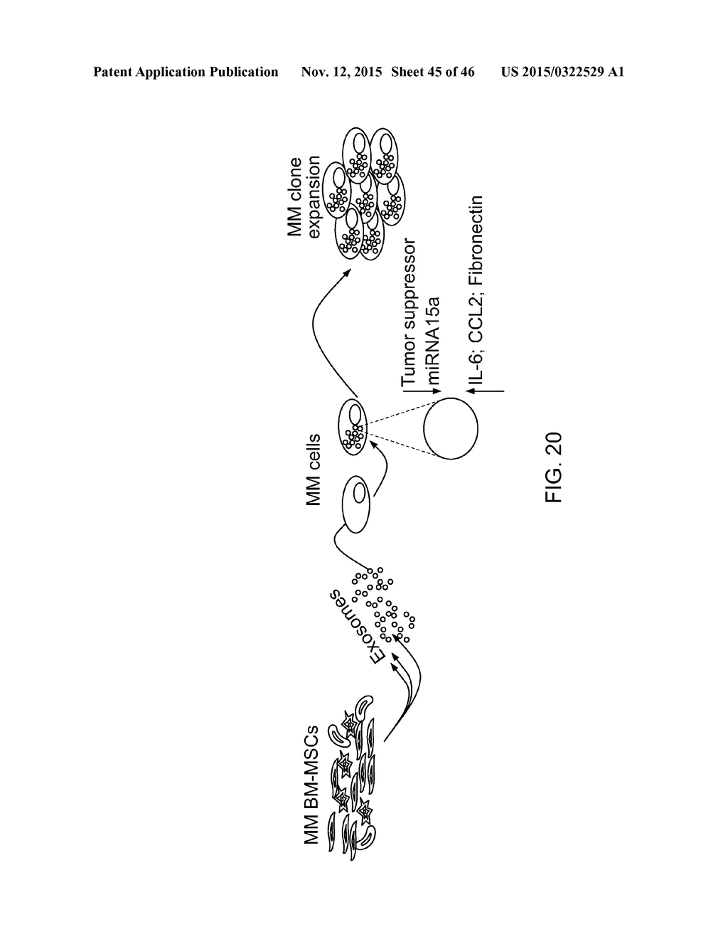 Compositions And Methods For Diagnosis, Prognosis And Treatment Of     Hematological Malignanicies - diagram, schematic, and image 46