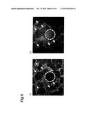 METHOD FOR OBSERVING STEM CELLS, METHOD FOR REMOVAL OF CELL REGION IN     STATE TENDING TOWARD DIFFERENTIATION, AND DEVICE FOR OBSERVING STEM CELLS diagram and image