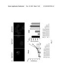 GENETICALLY MODIFIED NON-HUMAN ANIMALS EXPRESSING HUMAN EPO diagram and image