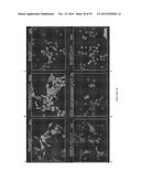 COMPOSITIONS AND METHODS FOR TREATING RETINAL DISEASES diagram and image