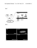 GLYCOCONJUGATE VACCINES diagram and image