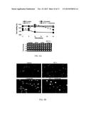 METHODS AND COMPOSITIONS RELATING TO TREATMENT OF CANCER diagram and image