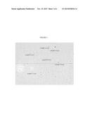 STABLE MICELLES OF FATTY ACID ESTERS FOR THE TREATMENT OF MACULAR     DEGENERATION AND PRIMARY SCLEROSING CHOLANGITIS diagram and image