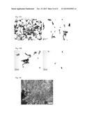 ALL GOLD FLUORESCENCE RESONANCE ENERGY TRANSFER PROBE AND USE THEREOF diagram and image