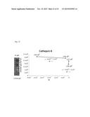 ALL GOLD FLUORESCENCE RESONANCE ENERGY TRANSFER PROBE AND USE THEREOF diagram and image