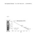 ALL GOLD FLUORESCENCE RESONANCE ENERGY TRANSFER PROBE AND USE THEREOF diagram and image