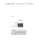 ALL GOLD FLUORESCENCE RESONANCE ENERGY TRANSFER PROBE AND USE THEREOF diagram and image