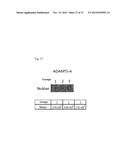 ALL GOLD FLUORESCENCE RESONANCE ENERGY TRANSFER PROBE AND USE THEREOF diagram and image