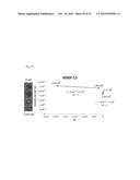 ALL GOLD FLUORESCENCE RESONANCE ENERGY TRANSFER PROBE AND USE THEREOF diagram and image