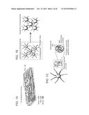 PIGMENT STRUCTURES, PIGMENT GRANULES, PIGMENT PROTEINS, AND USES THEREOF diagram and image