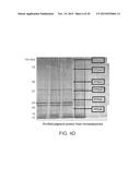 PIGMENT STRUCTURES, PIGMENT GRANULES, PIGMENT PROTEINS, AND USES THEREOF diagram and image