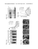 PIGMENT STRUCTURES, PIGMENT GRANULES, PIGMENT PROTEINS, AND USES THEREOF diagram and image