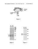 METHOD FOR PREPARING C1Q RECOMBINANT PROTEIN diagram and image