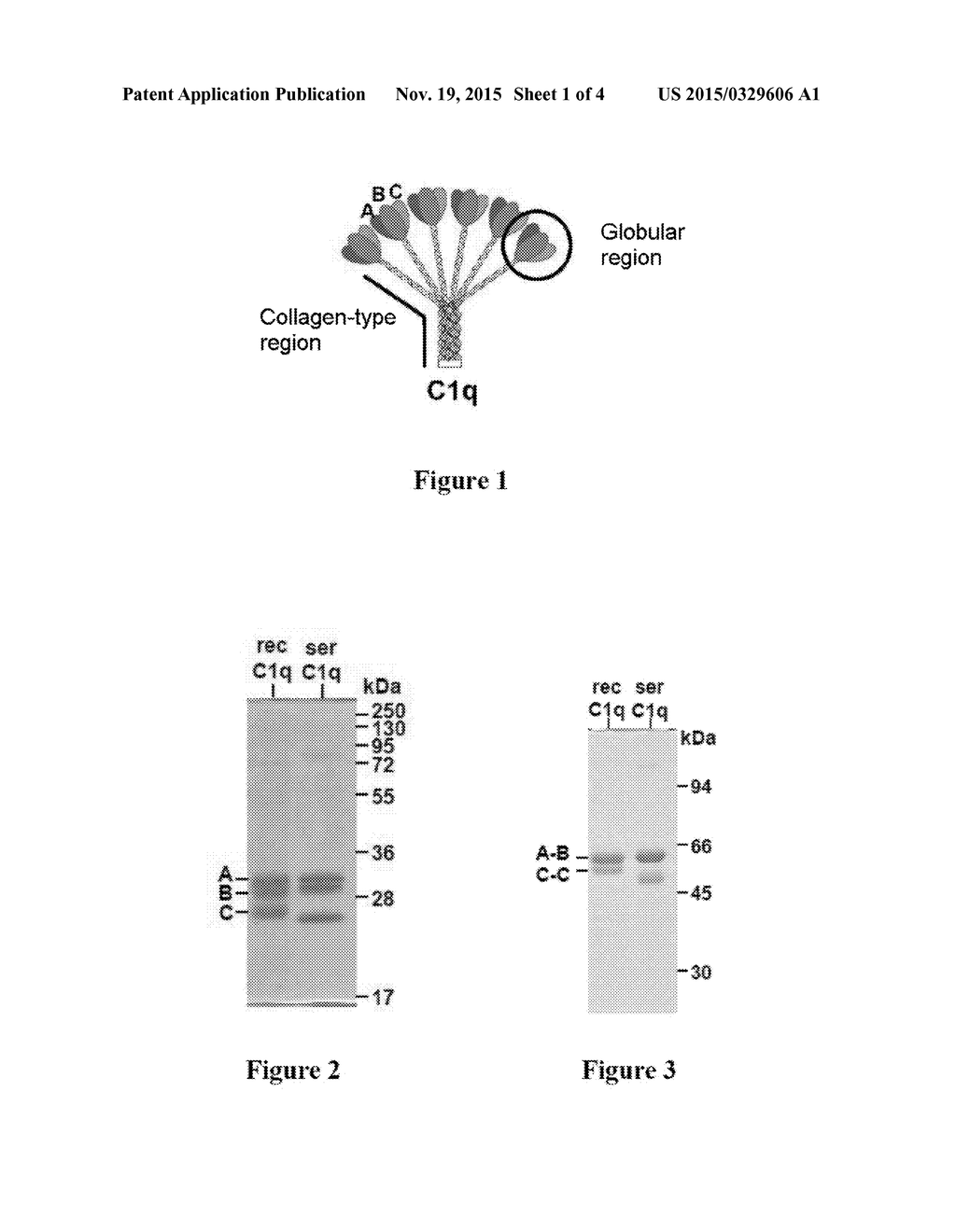 METHOD FOR PREPARING C1Q RECOMBINANT PROTEIN - diagram, schematic, and image 02