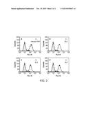 Methods of Treating Hematological Proliferative Disorders by Targeting     EphA3 Expressed on Aberrant Vasculature in Bone Marrow diagram and image