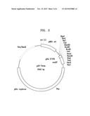 MICROORGANISM HAVING ENHANCED PRODUCTIVITY OF SUCCINATE AND METHOD OF     PRODUCING SUCCINATE USING THE SAME diagram and image