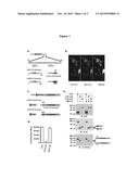 N-END RULE PROTEASE ACTIVITY INDICATION METHODS AND USES THEREOF diagram and image