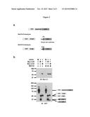 N-END RULE PROTEASE ACTIVITY INDICATION METHODS AND USES THEREOF diagram and image