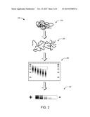 Mate-Pair Sequences from Large Inserts diagram and image