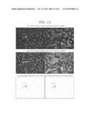 Analysis of Action Potentials, Transients, and Ion Flux in Excitable Cells diagram and image