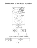 METHOD AND APPARATUS FOR DETERMINING WHITE BLOOD CELL COUNTS diagram and image