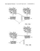 PLANT WITH DIFFERENTIAL ALTITUDE AND DISTRIBUTED ROOT SYSTEM, ELEVATING     FACADE INCLUDING A PLANT WITH DISTRIBUTED ROOT SYSTEM AND METHODS OF     PRODUCING THE PLANT AND FACADE diagram and image