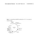 INSECT RESISTANT AND HERBICIDE TOLERANT SOYBEAN EVENT pDAB9582.816.15.1 diagram and image