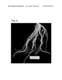 COMPOSITIONS AND METHODS FOR CONTROLLING NEMATODES diagram and image