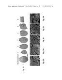 TWO STAGE CELLULARIZATION STRATEGY FOR THE FABRICATION OF BIOARTIFICIAL     HEARTS diagram and image