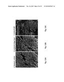 TWO STAGE CELLULARIZATION STRATEGY FOR THE FABRICATION OF BIOARTIFICIAL     HEARTS diagram and image