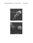 MICROPARTICLES FOR ENCAPSULATING PROBIOTICS, PRODUCTION AND USES THEREOF diagram and image