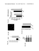 INHIBITION OF CHOROIDAL NEOVASCULARIZATION diagram and image