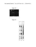 MAGNETIC NANOSTRUCTURES AS THERANOSTIC AGENTS diagram and image