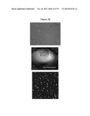 MAGNETIC NANOSTRUCTURES AS THERANOSTIC AGENTS diagram and image