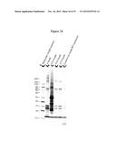 MAGNETIC NANOSTRUCTURES AS THERANOSTIC AGENTS diagram and image