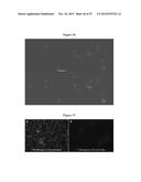 MAGNETIC NANOSTRUCTURES AS THERANOSTIC AGENTS diagram and image