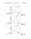 USE OF COMPOUNDS FROM ANTRODIA CAMPHORATA IN MANUFACTURING MEDICAMENTS FOR     TREATING KIDNEY DISEASES diagram and image