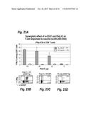 ANTIBODIES THAT BIND HUMAN CD27 AND USES THEREOF diagram and image