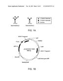 YEAST STRAINS PRODUCING MAMMALIAN-LIKE COMPLEX N-GLYCANS diagram and image