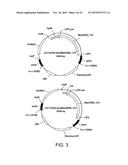 YEAST STRAINS PRODUCING MAMMALIAN-LIKE COMPLEX N-GLYCANS diagram and image