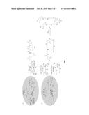 BAULAMYCINS, COMPOSITIONS AND METHODS OF USE THEREOF diagram and image