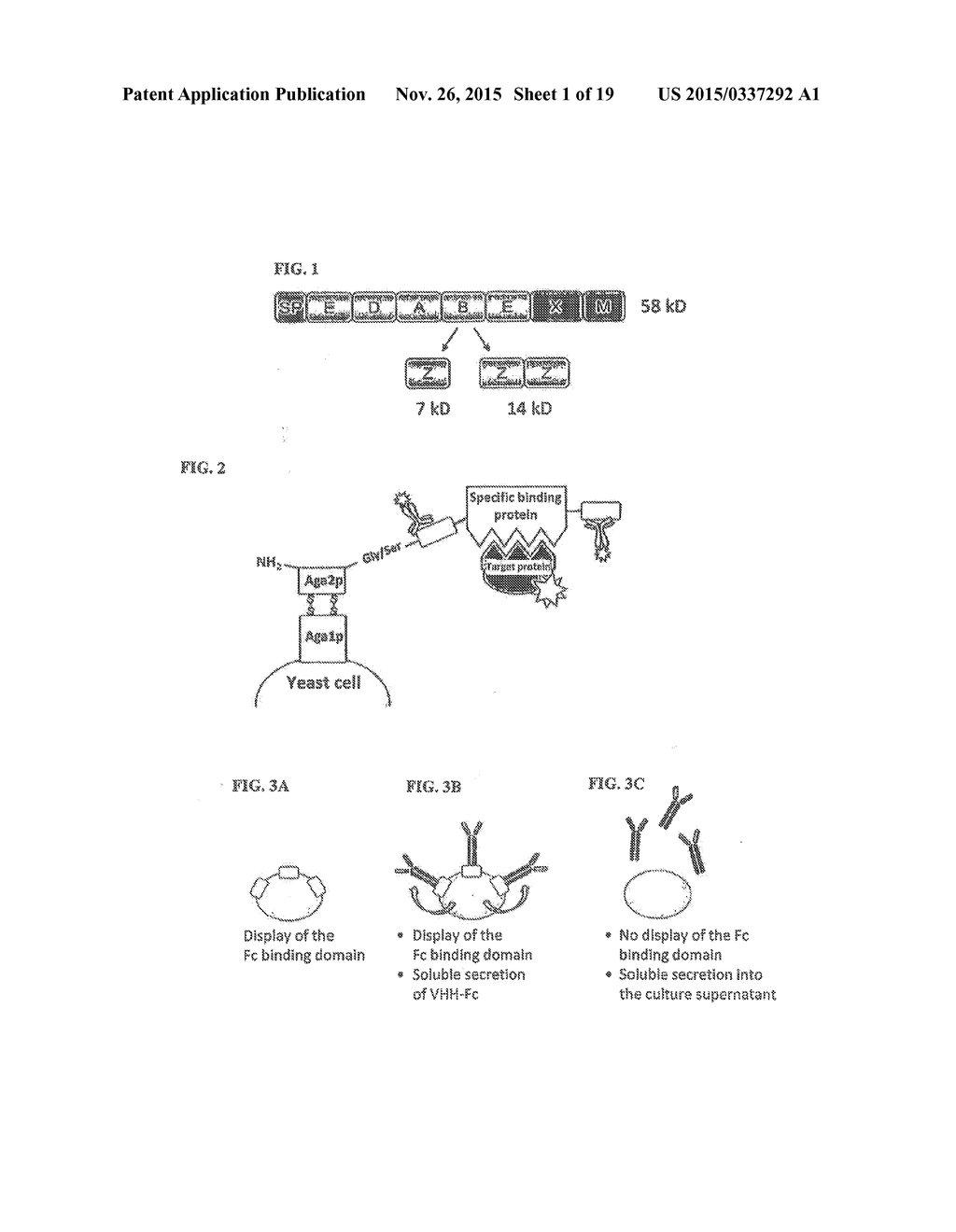 METHOD OF PRODUCING SECRETABLE ANTIBODIES BY EXPRESSION IN SACCHAROMYCES     CEREVISIAE - diagram, schematic, and image 02