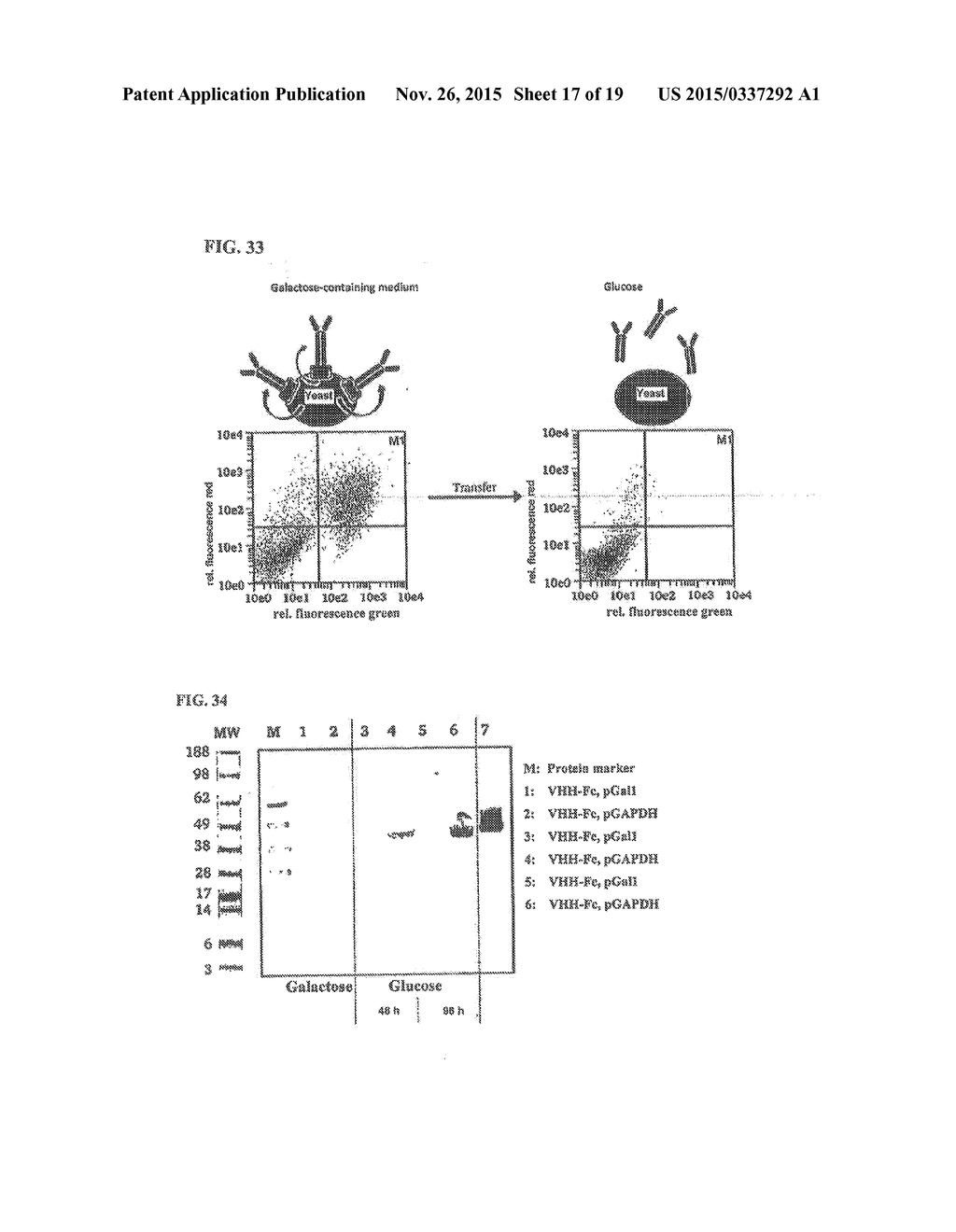 METHOD OF PRODUCING SECRETABLE ANTIBODIES BY EXPRESSION IN SACCHAROMYCES     CEREVISIAE - diagram, schematic, and image 18