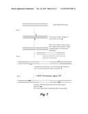 HAPLOIDOME DETERMINATION BY DIGITIZED TRANSPOSONS diagram and image