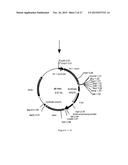 NOVEL EXPRESSION VECTOR diagram and image